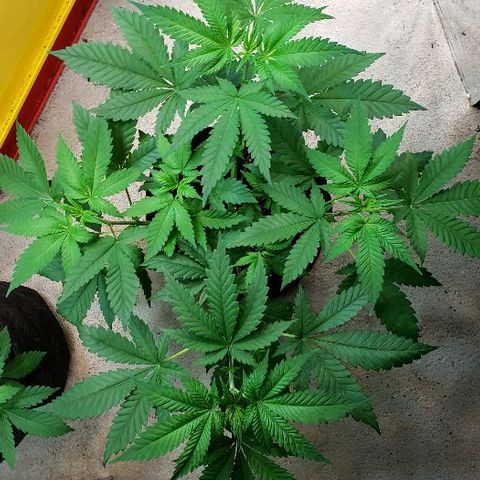 Sk1 growlog timeline photo