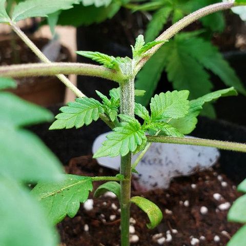 Sk1 growlog timeline photo
