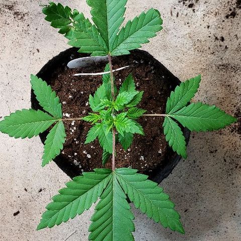 Sk1 growlog timeline photo