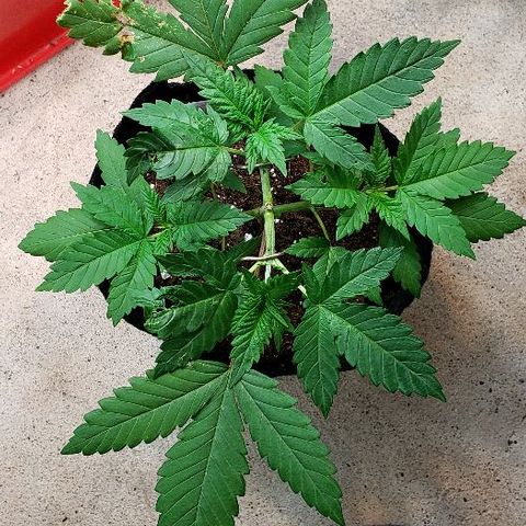 Sk1 growlog timeline photo
