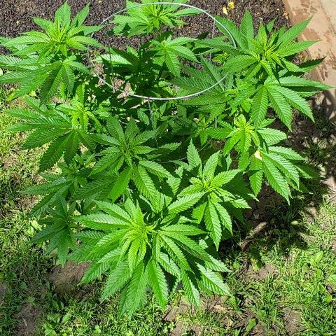 Sk1 growlog timeline photo