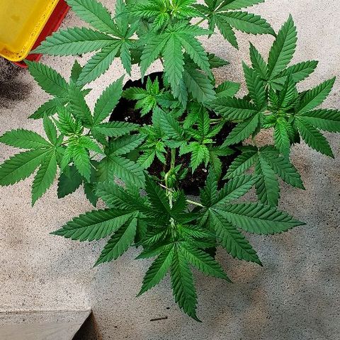 Sk1 growlog timeline photo
