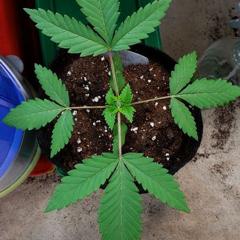 Sk1 growlog timeline photo