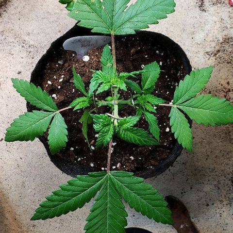 Sk1 growlog timeline photo