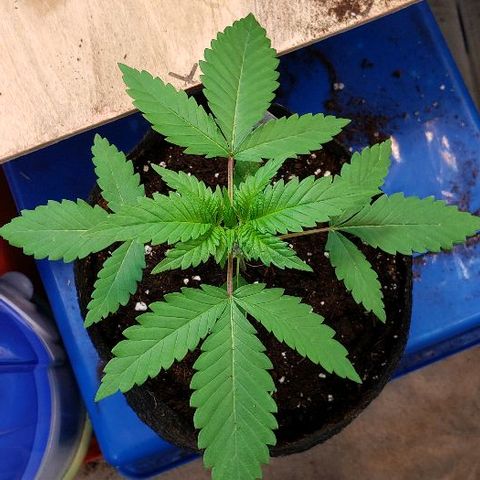 Sk1 growlog timeline photo