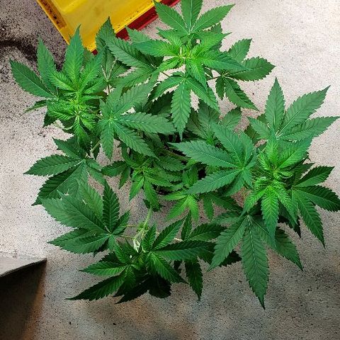 Sk1 growlog timeline photo