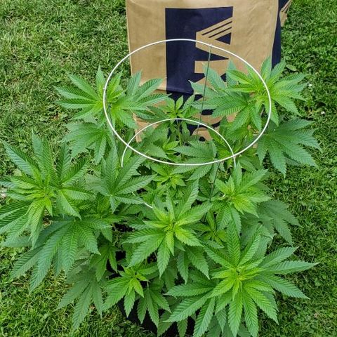 Sk1 growlog timeline photo