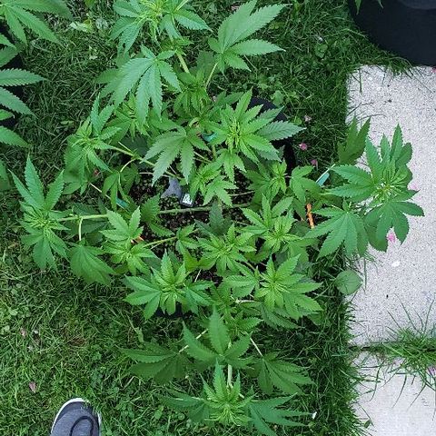 Sk1 growlog timeline photo