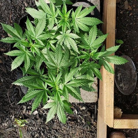 Sk1 growlog timeline photo