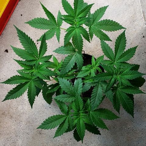 Sk1 growlog timeline photo