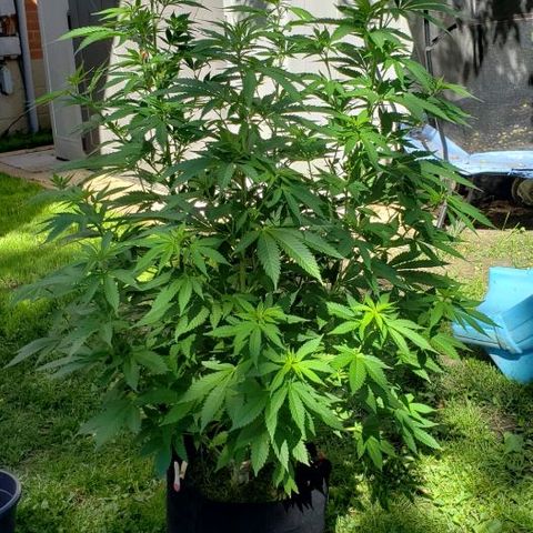 Sk1 growlog timeline photo