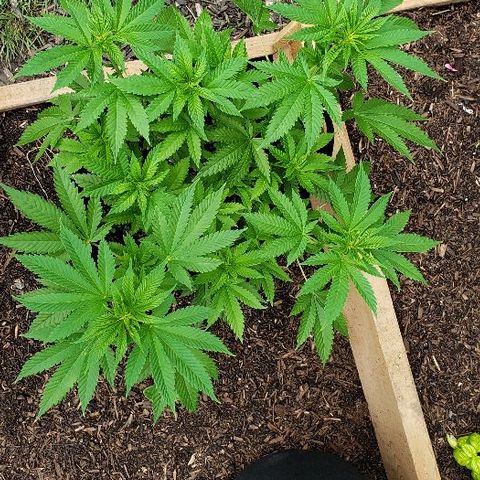 Sk1 growlog timeline photo