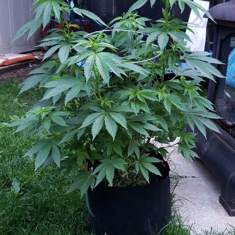 Sk1 growlog timeline photo