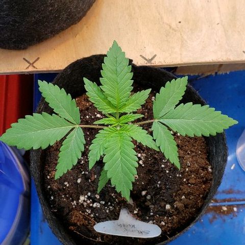 Sk1 growlog timeline photo
