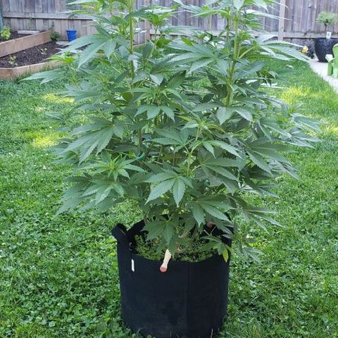 Sk1 growlog timeline photo
