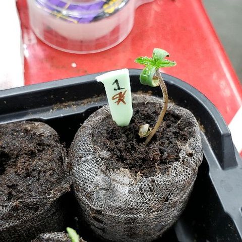 Sk1 growlog timeline photo