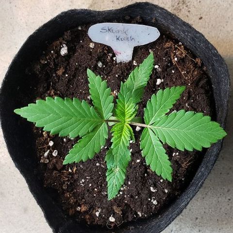 Sk1 growlog timeline photo