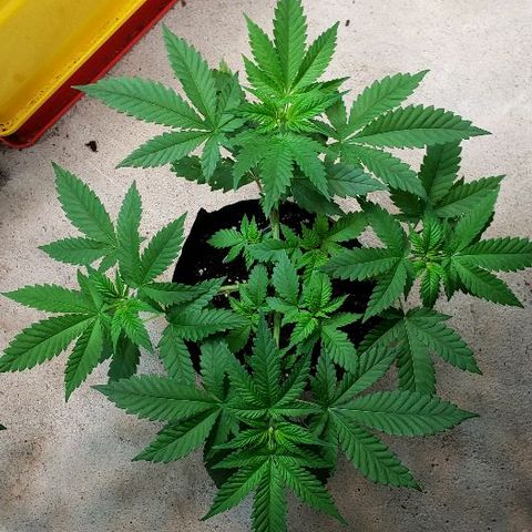 Sk1 growlog timeline photo