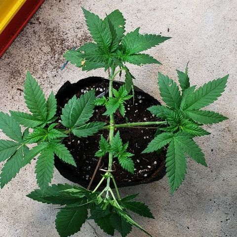 Sk1 growlog timeline photo