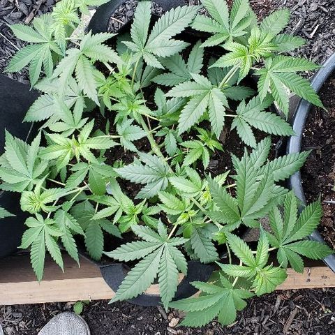 Sk1 growlog timeline photo