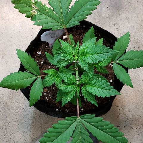 Sk1 growlog timeline photo