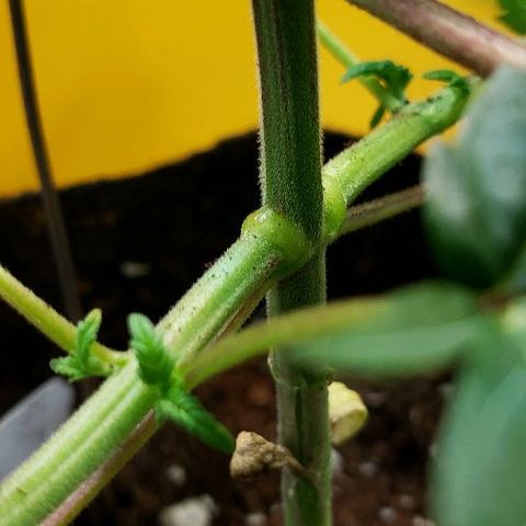 Sk1 growlog timeline photo