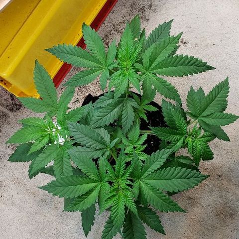 Sk1 growlog timeline photo