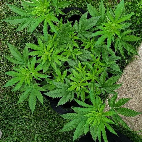 Sk1 growlog timeline photo
