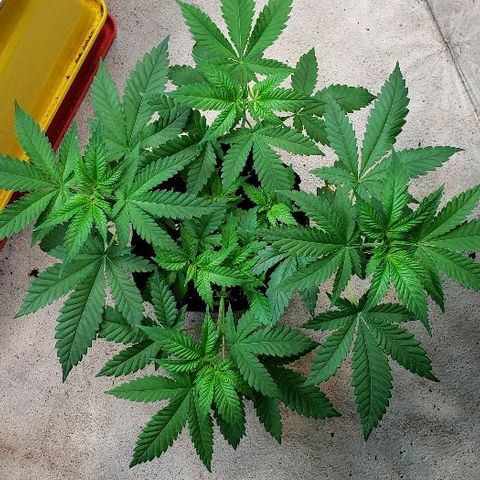 Sk1 growlog timeline photo