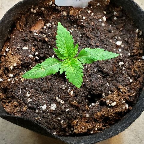 Sk1 growlog timeline photo