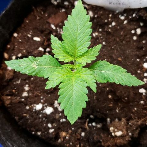 Sk1 growlog timeline photo