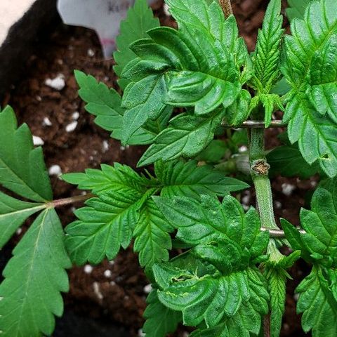 Sk1 growlog timeline photo