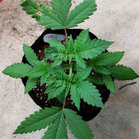 Sk1 growlog timeline photo