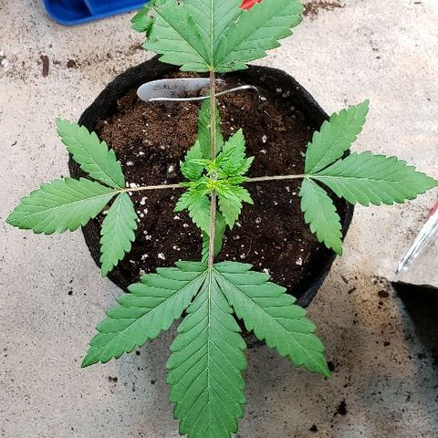 Sk1 growlog timeline photo