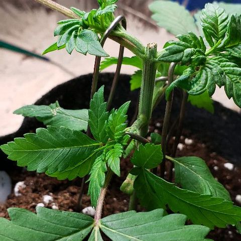 Sk1 growlog timeline photo