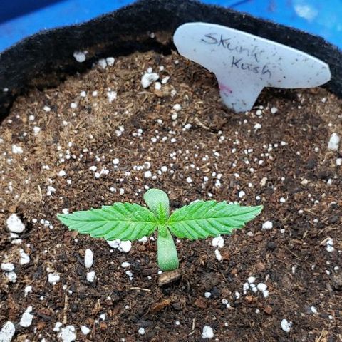 Sk1 growlog timeline photo