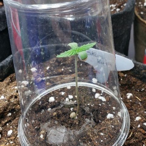Sk1 growlog timeline photo