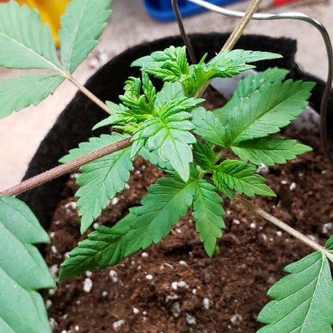Sk1 growlog timeline photo