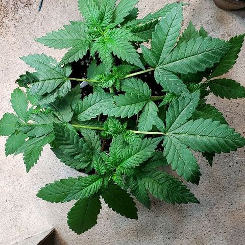 Sk1 growlog timeline photo