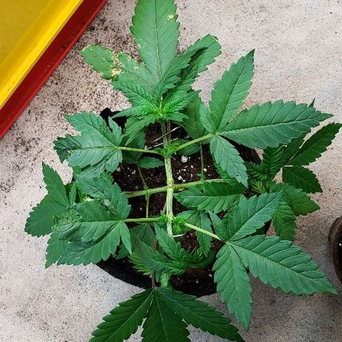 Sk1 growlog timeline photo