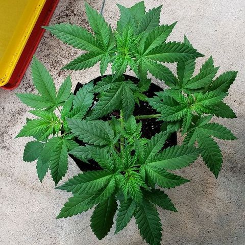 Sk1 growlog timeline photo