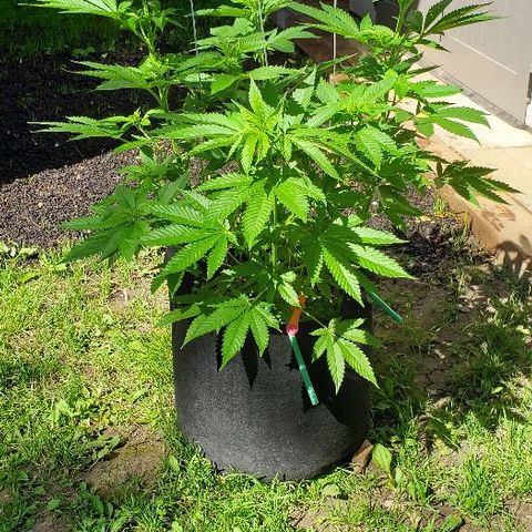Sk1 growlog timeline photo