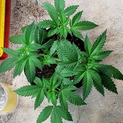 Sk1 growlog timeline photo