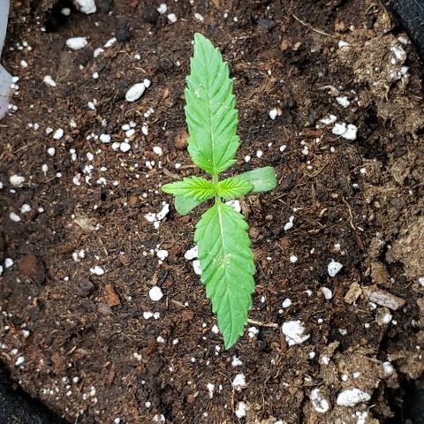Sk1 growlog timeline photo