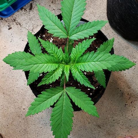 Sk1 growlog timeline photo
