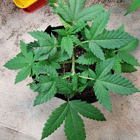 Sk1 growlog timeline photo