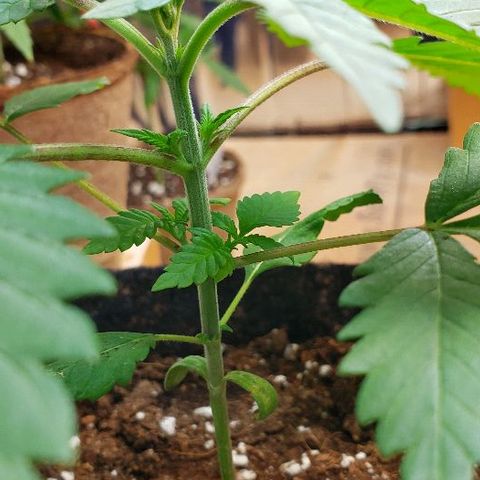 Sk1 growlog timeline photo