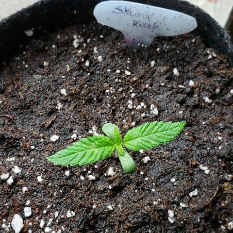 Sk1 growlog timeline photo