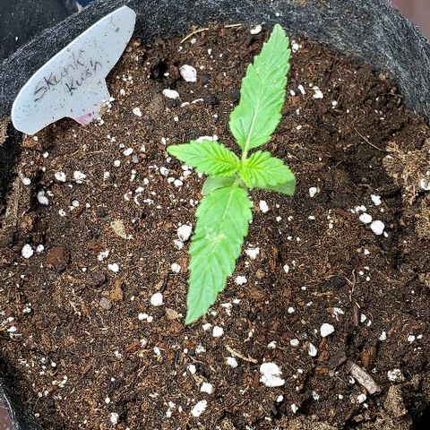 Sk1 growlog timeline photo