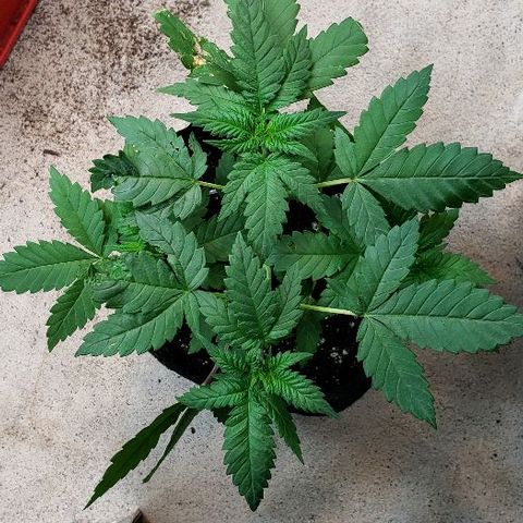 Sk1 growlog timeline photo